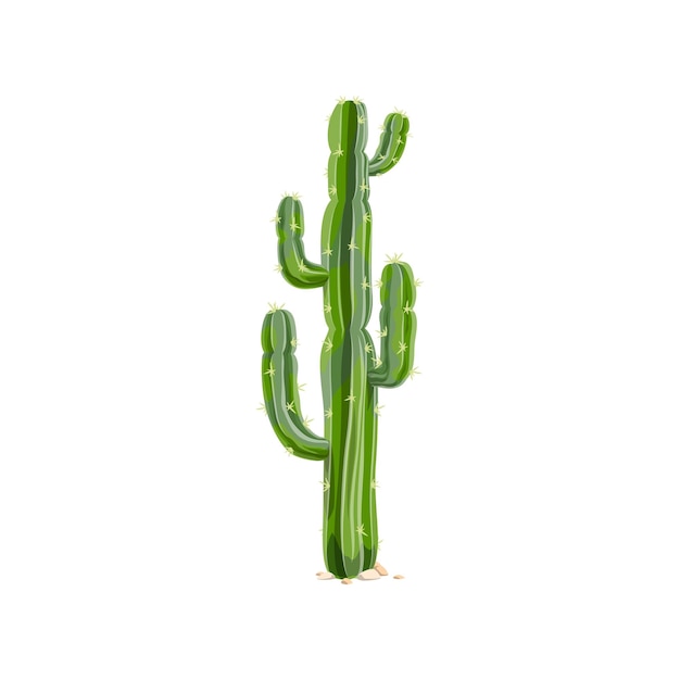 Cactus occidentale messicano gigante cardon elefante cactus