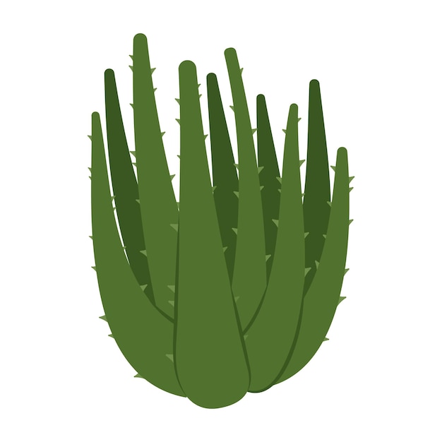 Cactus semplici e piante succulente con fiori e forme lisce