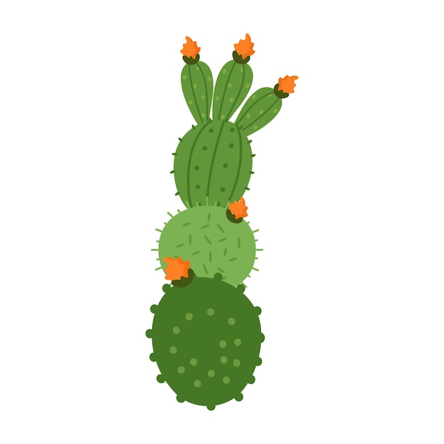 Cactus semplici e piante succulente con fiori e forme lisce
