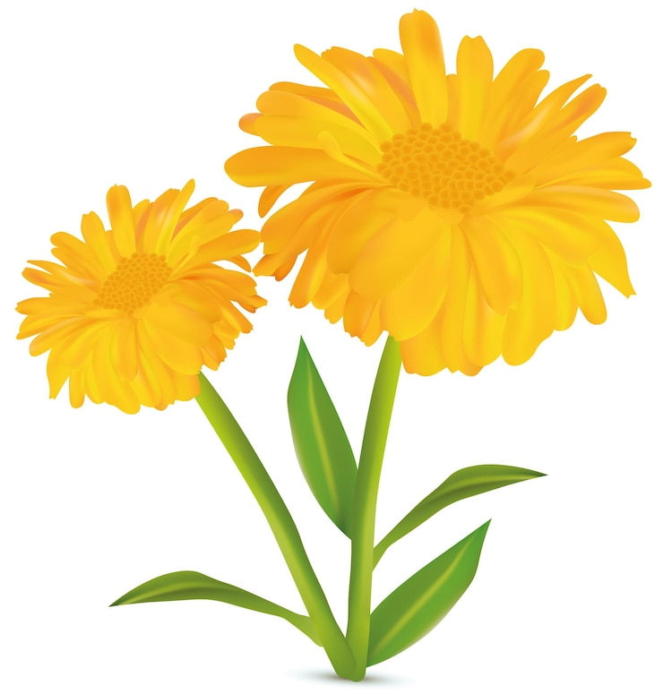 Vettore calendula realistica 3d con foglia verde su sfondo bianco. fiori di calendula. illustratore vettoriale. calendula da vicino.