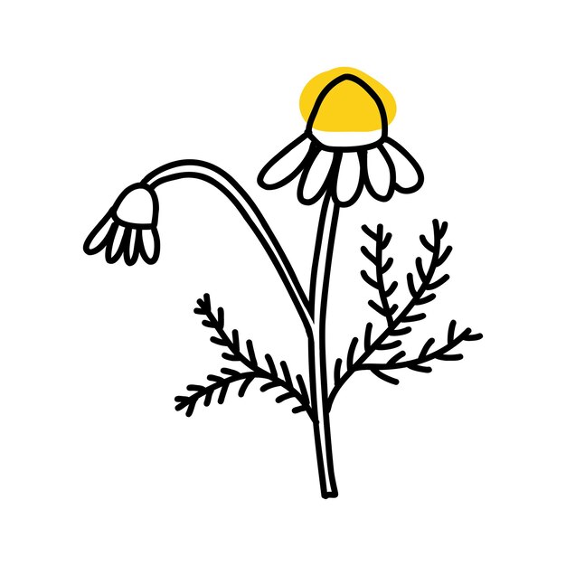 Camomilla in stile scarabocchio di cartoni animati Illustartion vettoriale lineare di margherita di fiori selvatici isolato su bianco