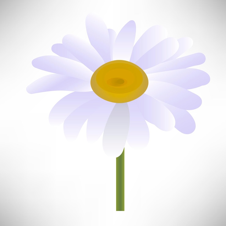 Vettore camomilla. testa di fiore da vicino.