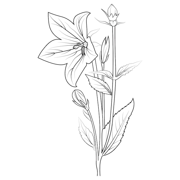 campanula con foglie linea arte pianta ramo vettore illustrazione botanica colorazione e pagine