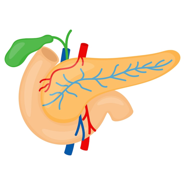 Canale alimentare Vector Design Organ System Anatomia umana Parti del corpo umano Concetto di pancreas umano