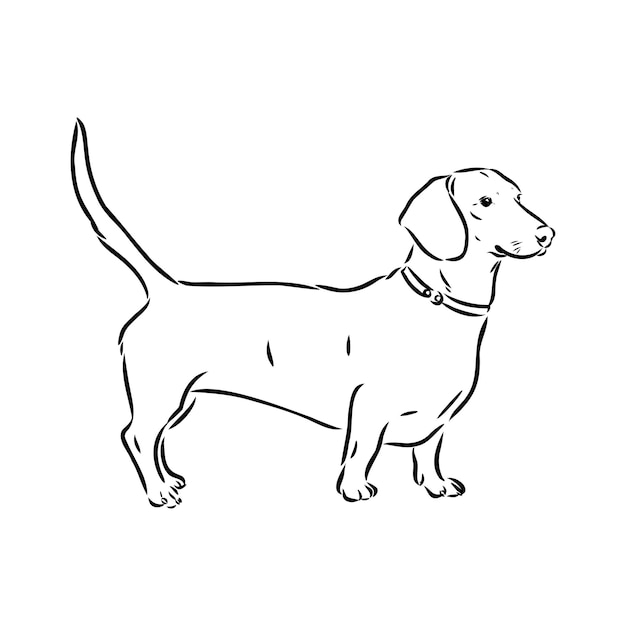 Cane bassotto illustrazione vettoriale disegnato a mano cane bassotto vettore