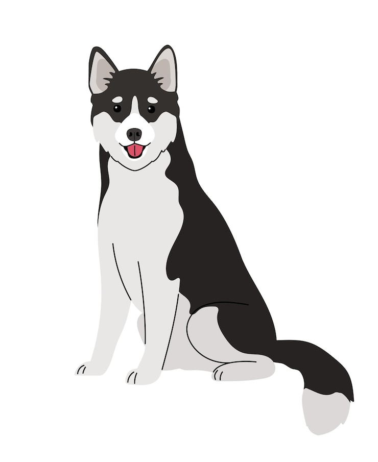 Vettore cane di razza husky su bianco
