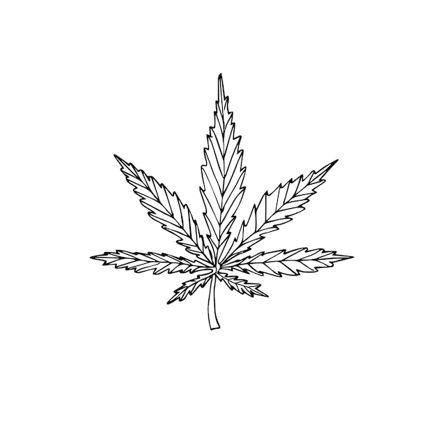 Cannabis di canapa di schizzo di doodle disegnato a mano di vettore