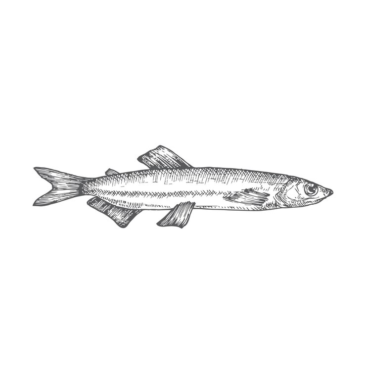 Capelin Hand Drawn Doodle Vector Illustration Abstract Seafood Fish Sketch Stile di incisione Disegno