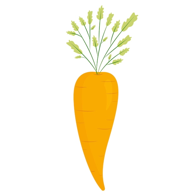 carota brillante isolata su uno sfondo bianco