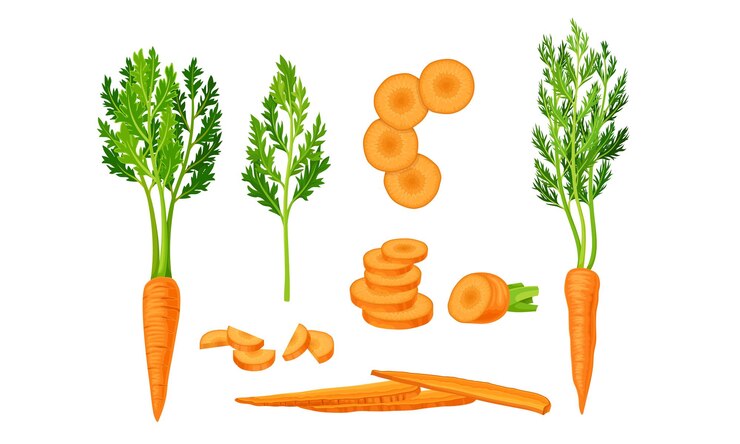 Vettore carota intera e tritata con foglie superiori set vettoriale