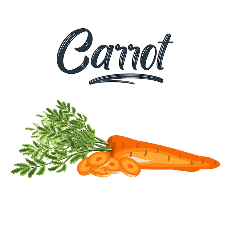Vettore carota isolata su sfondo bianco illustrazione vettoriale di verdura fresca e fetta in stile semplice piatto cartone animato
