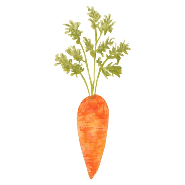 Carota matura ad acquerello disegnata a mano isolata su sfondo bianco Verdura fresca arancione con cibo vegetariano a foglia verde