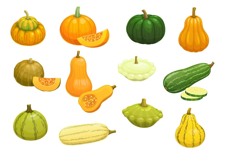 Vettore cartone animato zucchine crude zucca zucca butternut