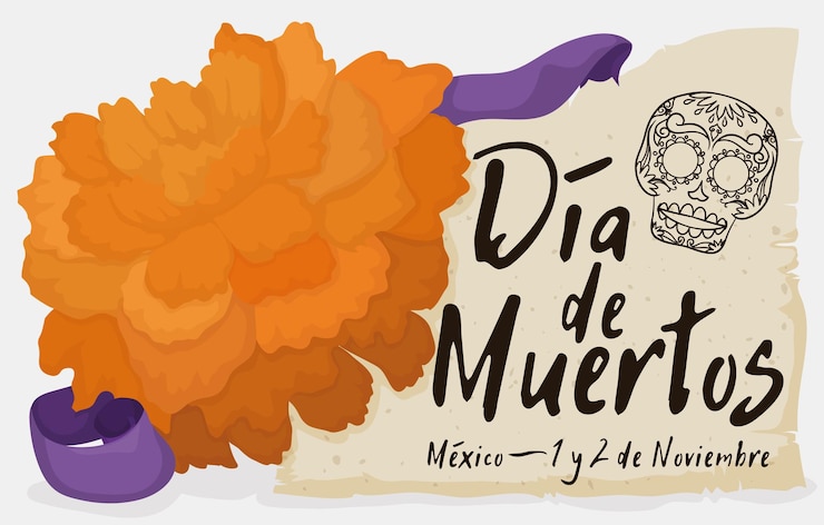 Vettore cempasuchil o fiore di calendula e rotolo con teschio con data di promemoria per il dia de muertos messicano