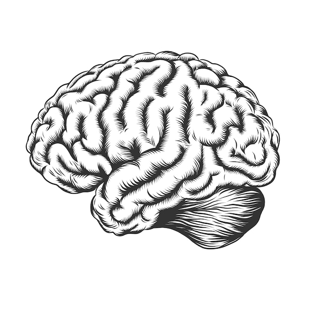 Cervello umano in profilo intaglio schematico monocromatico immagine disegnata a mano in bianco e nero