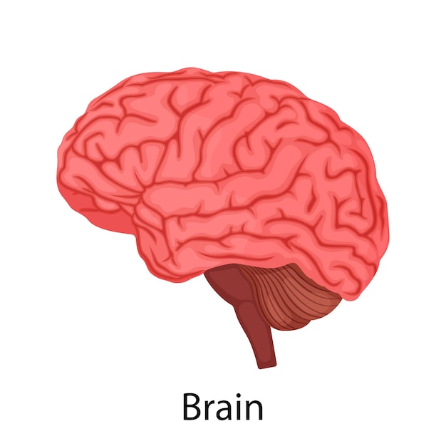 Cervello umano isolato su sfondo bianco, organo interno. illustrazione vettoriale in design piatto dettagliato. Icona del cervello dell'organo interno, concetto di poster medico, elemento infografico.