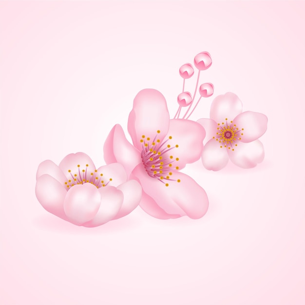 Cherry Blossom, sakura illustrazione.