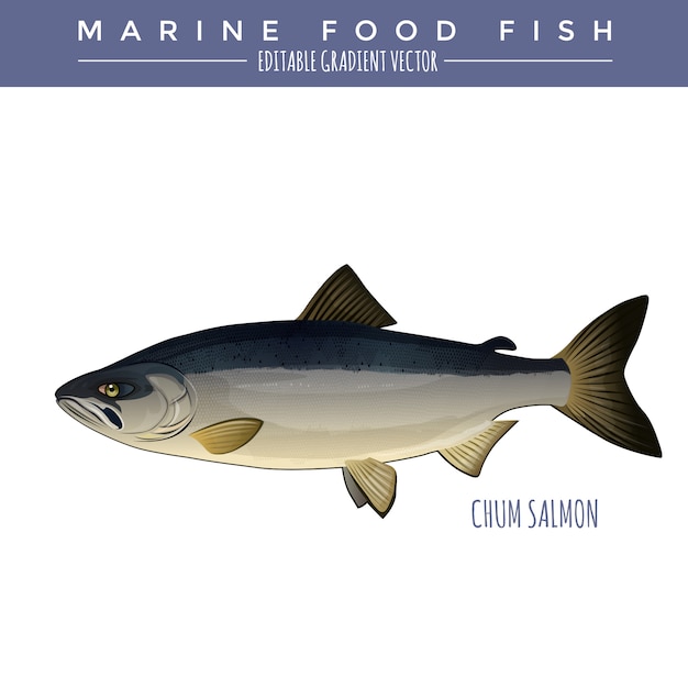 Chum Salmon. Pesci marini