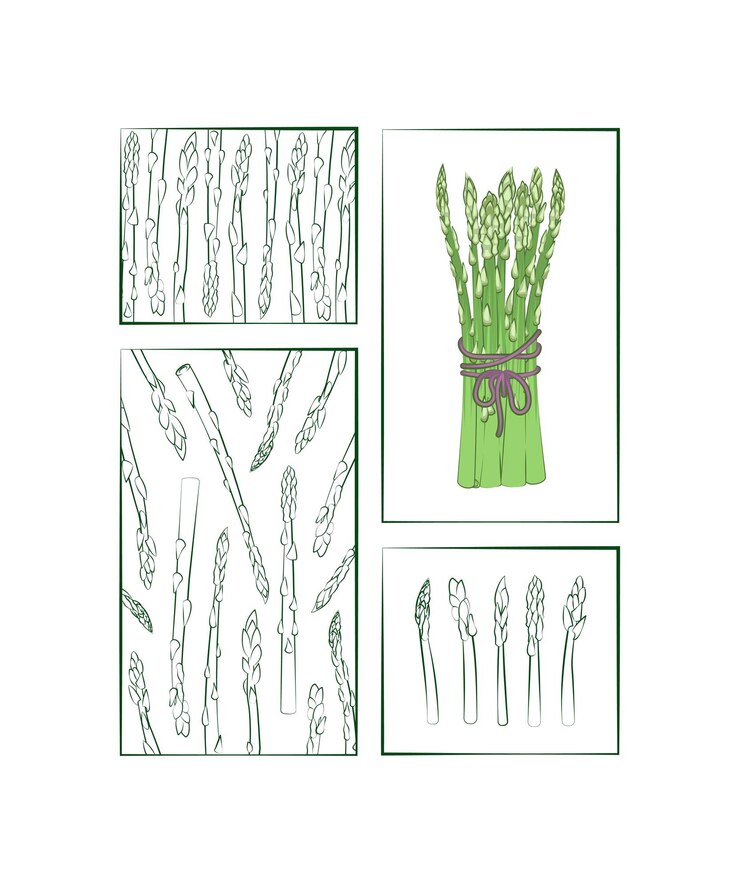 Vettore cibo rami di asparagi a colori e contorni su sfondo bianco esempio di illustrazione vettoriale