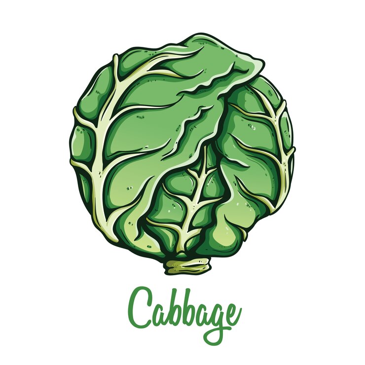 cibo vegetale biologico di cavolo fresco utilizzando stile disegnato a mano colorata