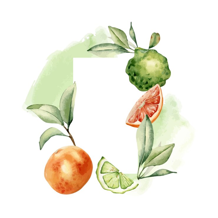 Vettore citrus verdi e arancioni assortiti maturi con foglie in cornice mezz'albero di pompelmo e bergamot rami di frutta su macchia di acquerello isolati piante estive disegnate a mano in schizzo botanico per il prodotto aromatico