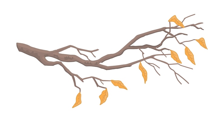 Vettore clipart cartoon di ramo nudo doodle di ramo di albero con foglie cadute illustrazione vettoriale contemporanea isolata su sfondo bianco