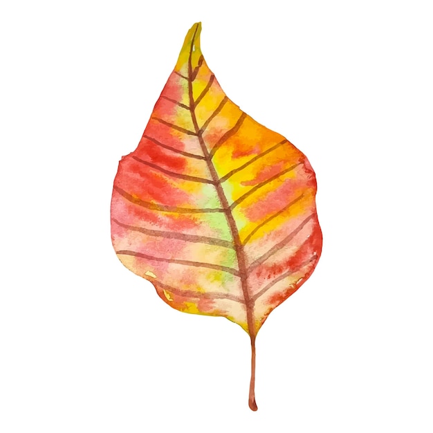 Clipart foglia d'autunno colorato acquerello isolato