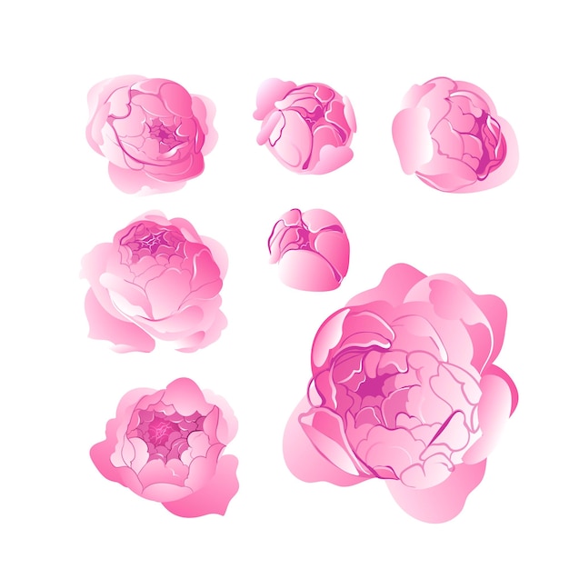 clipart vettoriali di peonie