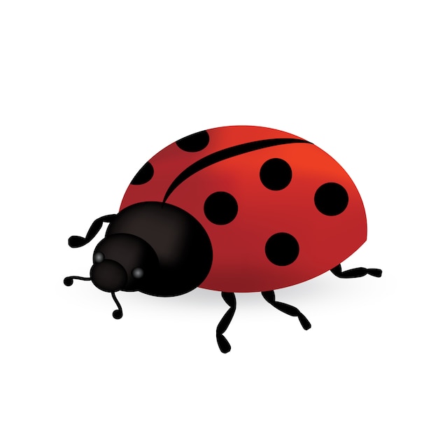 Coccinella