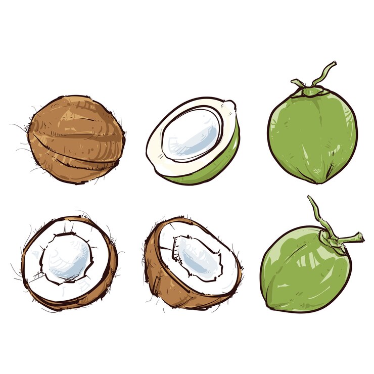 Vettore cocco isolato