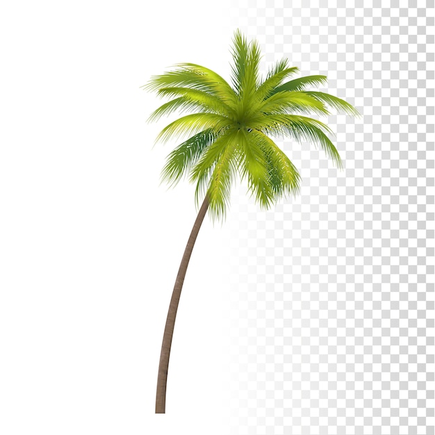 Cocco verde
