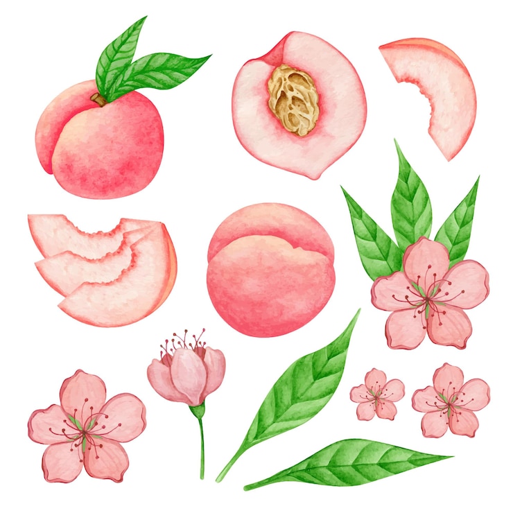 Vettore collezione botanica dell'acquerello della frutta della pesca. insieme dell'illustrazione disegnata a mano dell'estate dell'alimento. elementi isolati per progetti di desing.