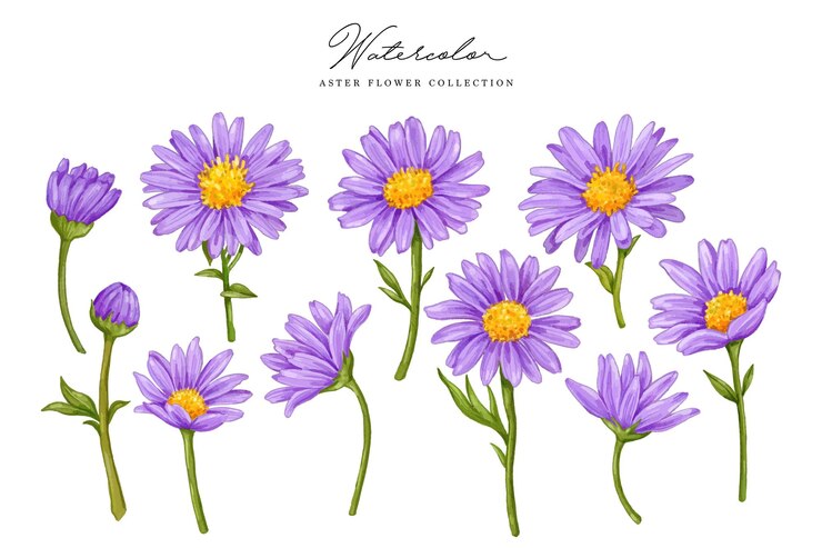 collezione di acquerelli di aster viola