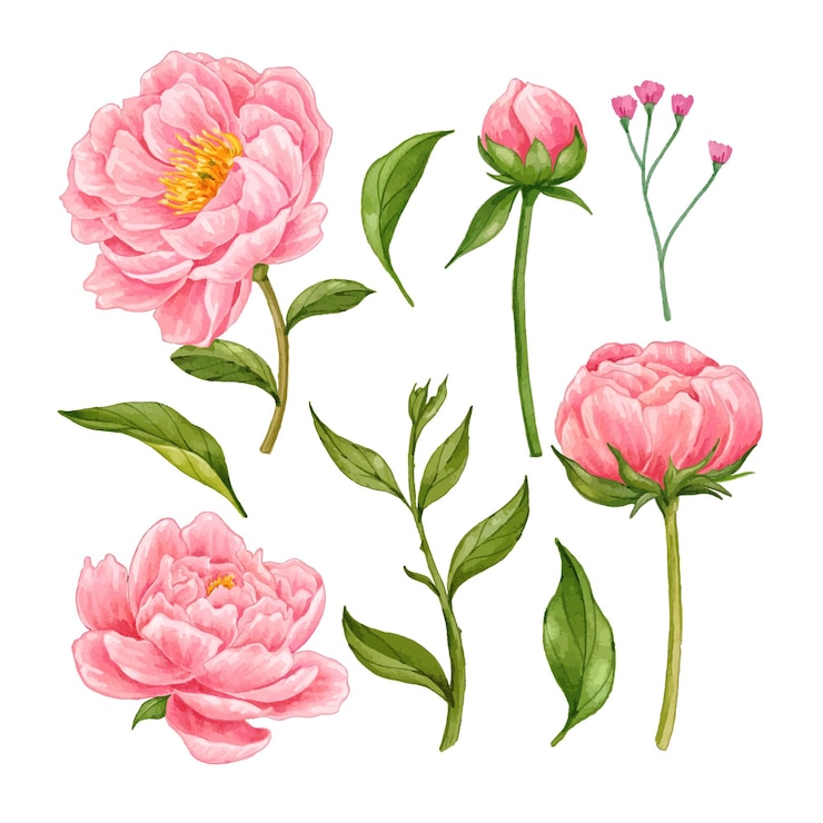 collezione di acquerelli di peonia rosa disegnata a mano realistica