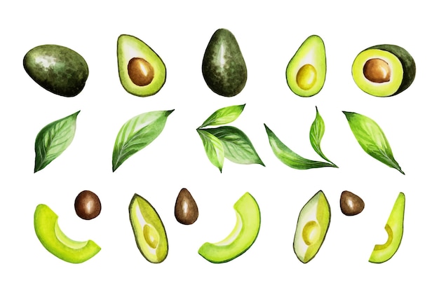 Collezione di avocado dipinto ad acquerello. Elementi di design di alimenti freschi disegnati a mano isolati.