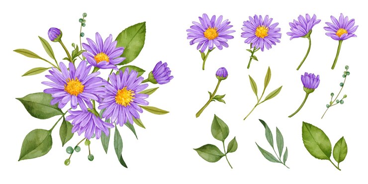 collezione di bouquet floreali di aster viola disegnata a mano