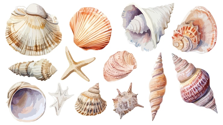 Vettore collezione di conchiglie acquarellate