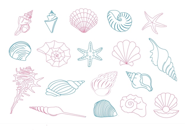 Collezione di conchiglie oceaniche diverse