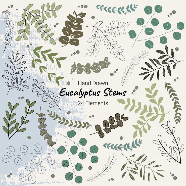 Collezione di elementi di design vettoriali disegnati a mano di piante botaniche di eucalipto