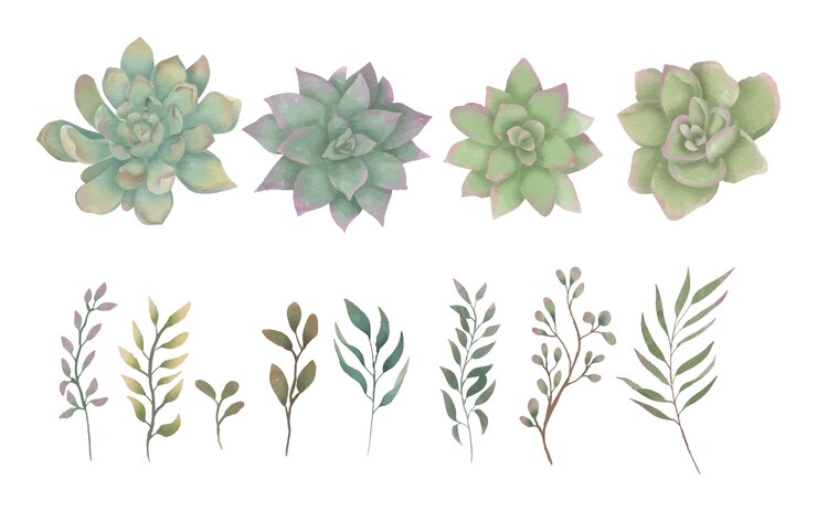 Vettore collezione di elementi floreali di piante grasse dell'acquerello