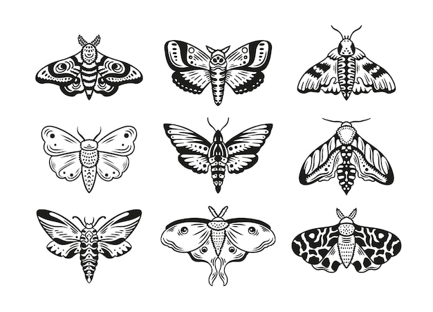 Collezione di falene celesti disegnate a mano Grafica di coleotteri volanti