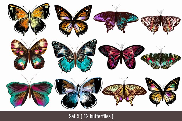 Collezione di farfalle colorate 5