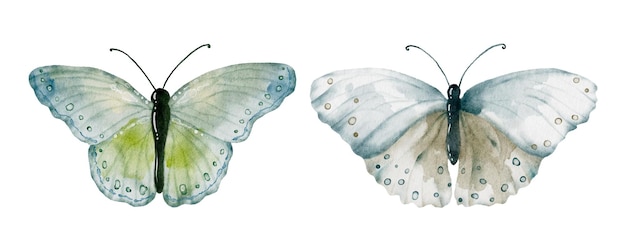 Collezione di farfalle dai toni della terra verde dell'acquerello