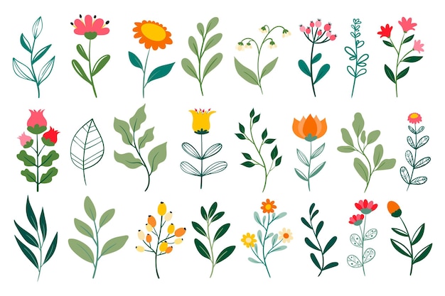 Collezione di fiori e foglie Set romantico di fiori semplici