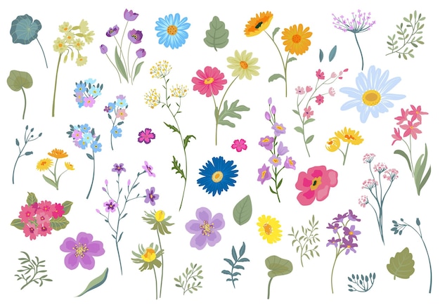 Collezione di fiori selvatici colorati vettoriali Prato in fiore Set di forgetmenots margherite di camomilla