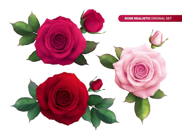 Collezione di mini composizioni di rose in stile realistico