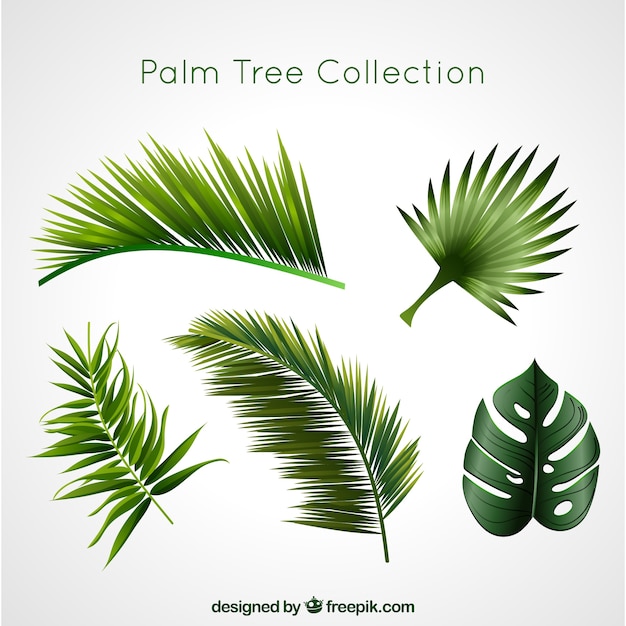 Collezione di palme