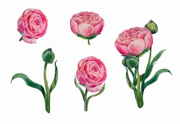 Collezione di peonie dell'acquerello.