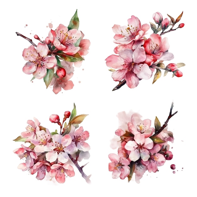Collezione di pittura ad acquerello fiori di ciliegio