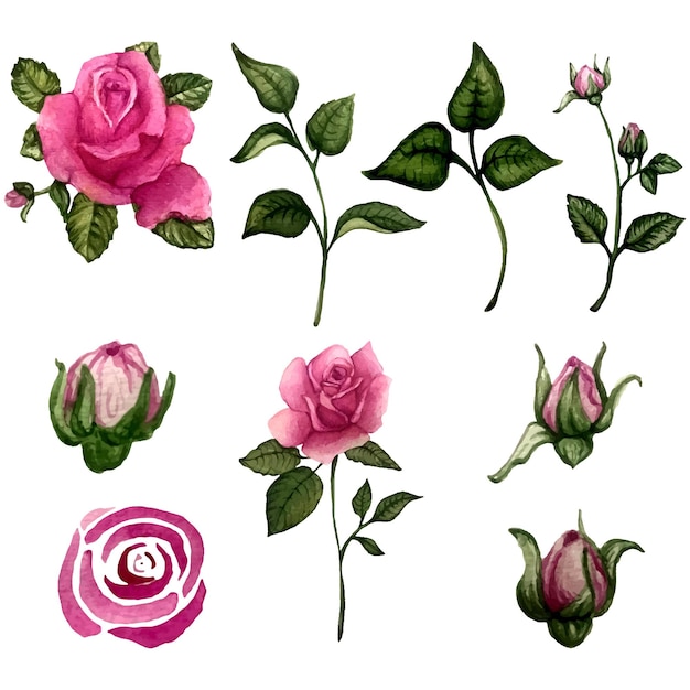 Collezione di rose ad acquerello